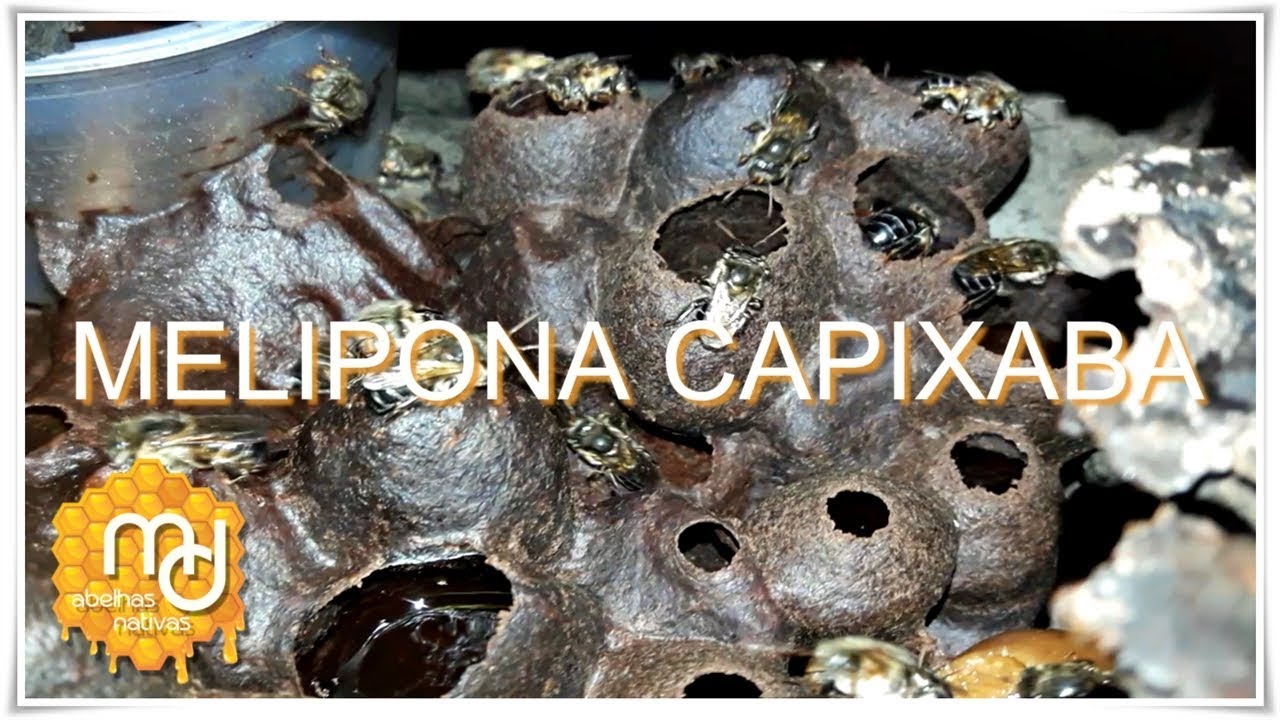 Uruçu Negra (Melipona Capixaba)