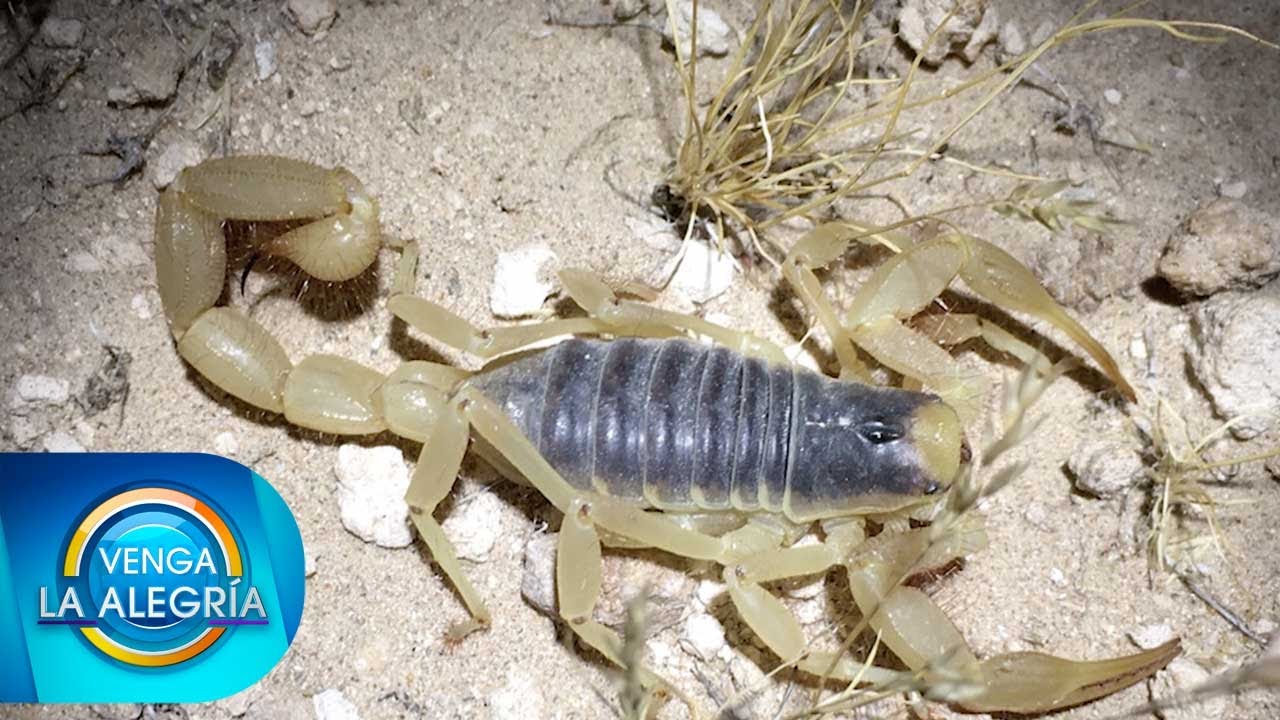 Aleja a los alacranes de tu casa con estos consejos de un experto. | Venga La Alegría