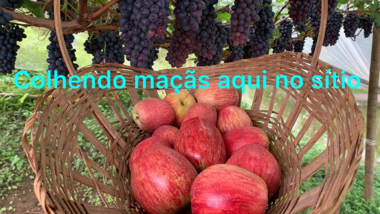 Colhendo maçãs Eva aqui no pomar do sítio! #frutas #sitio #maçãs #agro #vidanaroça #vidanocampo 