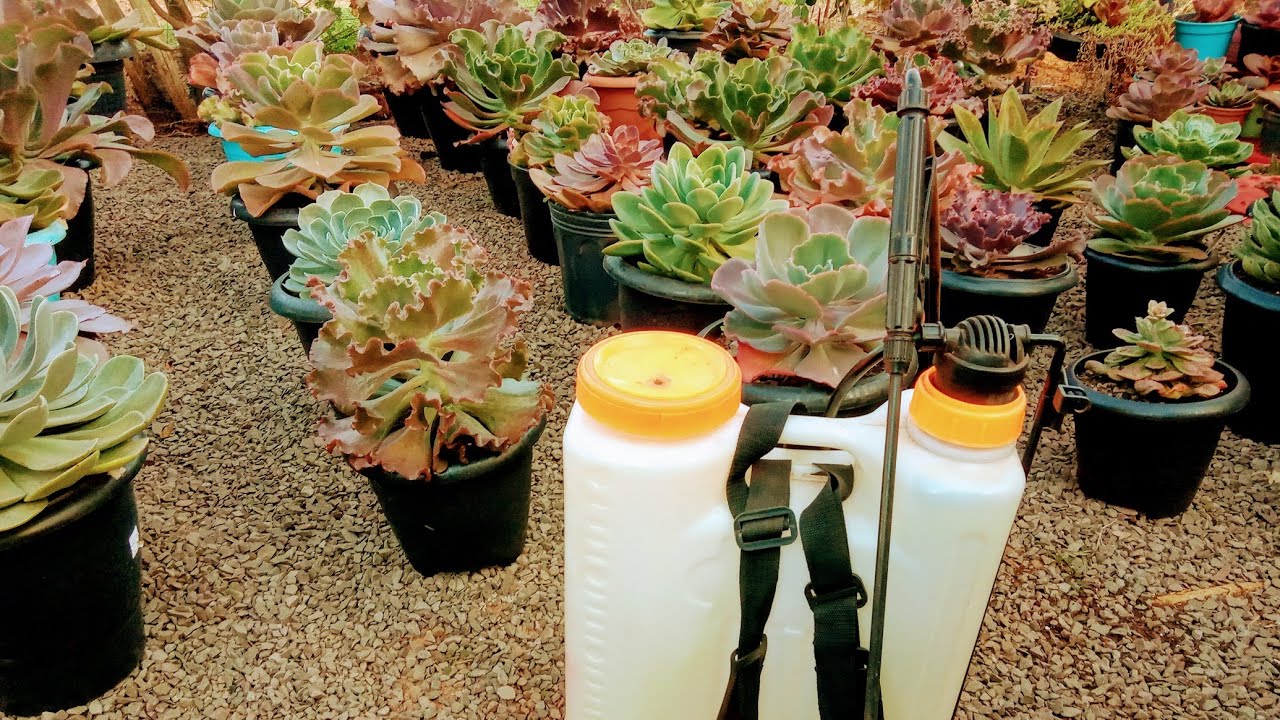 Qual melhor fungicida para suculentas e cactos