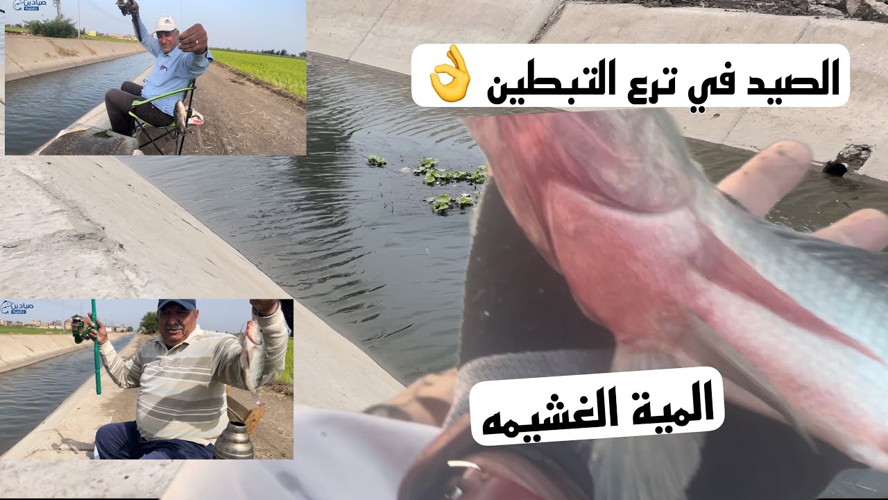 صيد السمك في ترع التبطين كلها سمك وغشيمة في الأكل #fishing