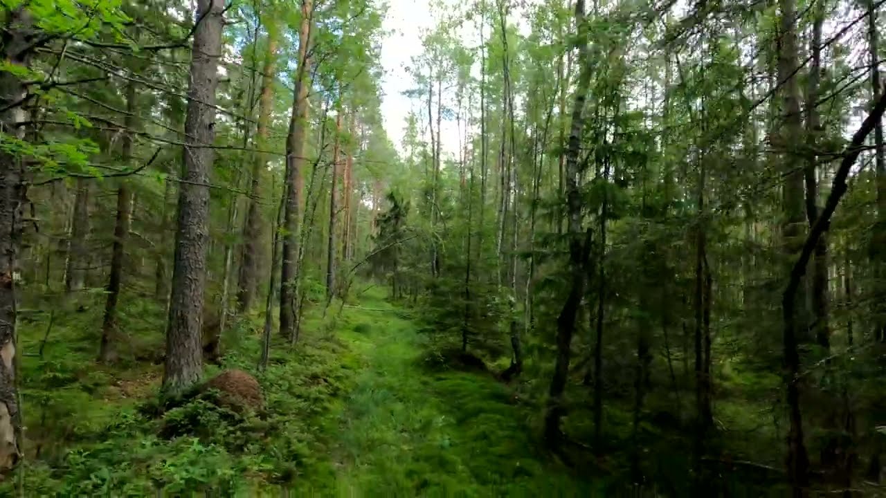 Through the forest on FPV drone!