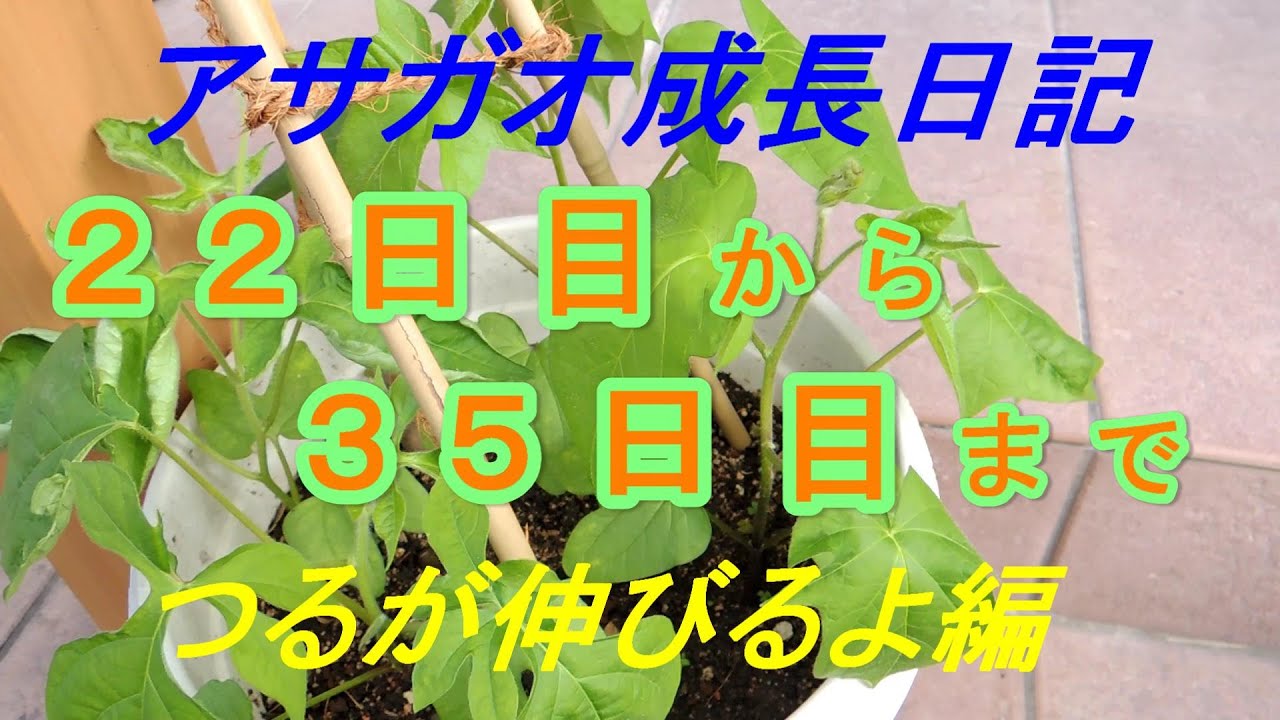 アサガオ成長日記　つるが伸びるよ編