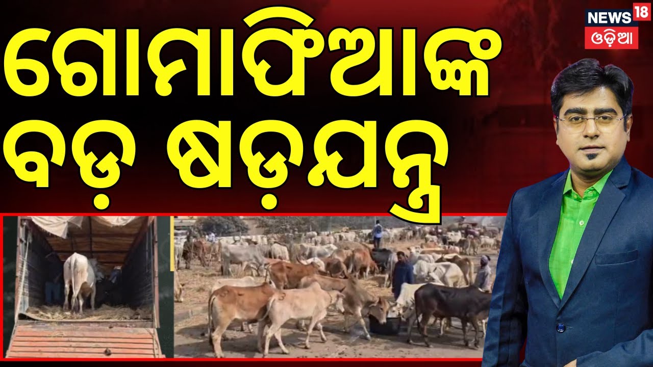 ଗୋମାଫିଆଙ୍କ ବଡ଼ ଷଡ଼ଯନ୍ତ୍ର | Cow Smuggler in Odisha |Bhadrak News | Police raid in Bhadrak Asala Katha