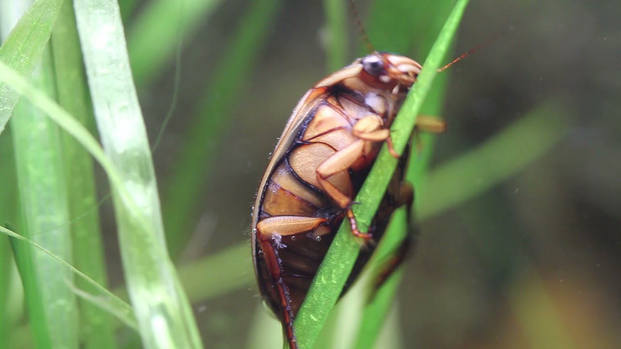 Erdei pocsolya   Gryllus Vilmos