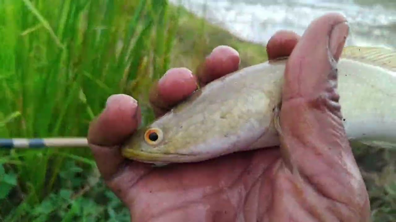 Uji Coba Setrum PDC 2 Fet mini di Shopee! Apakah Bisa Dapat Ikan?
