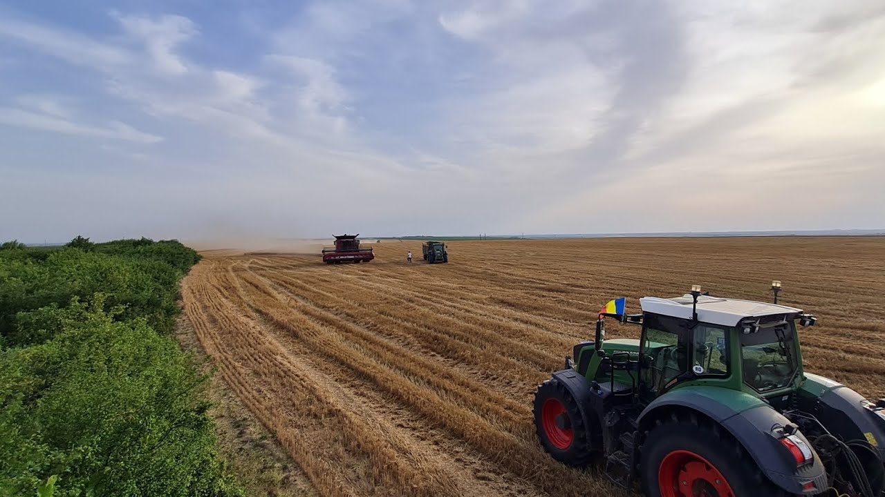 Recoltă 2024 #fendt #caseih
