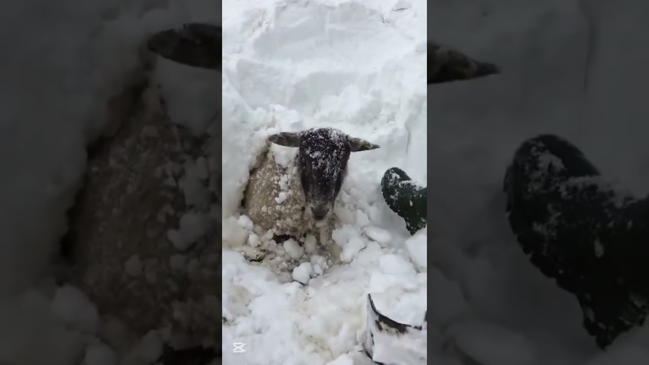 Winter in Gilgit Baltistan & annimals life