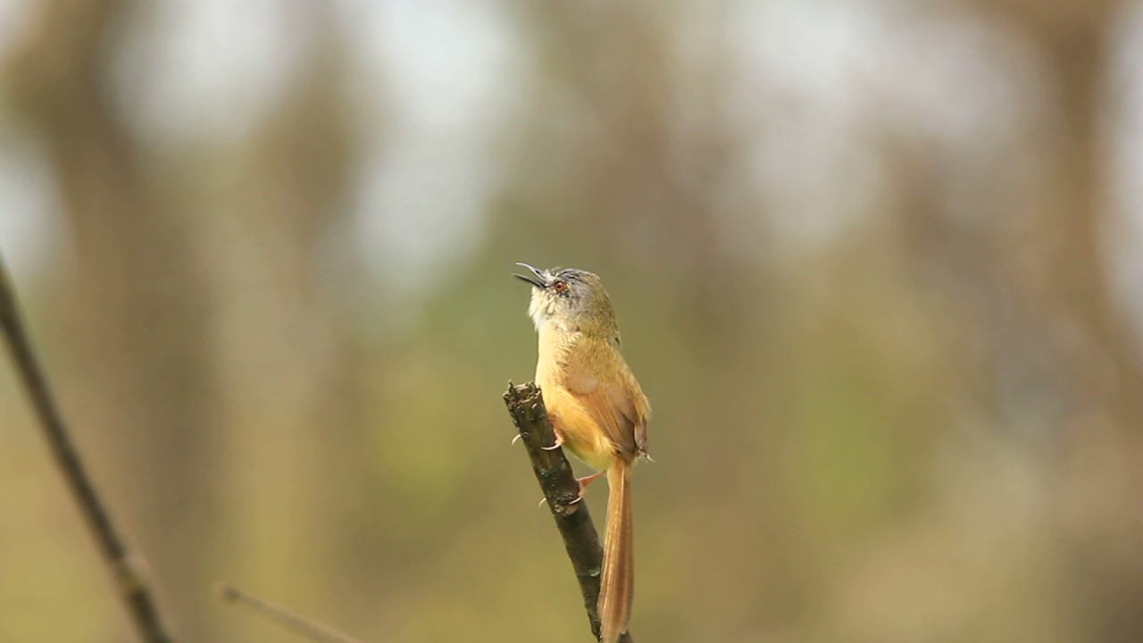 Yellow-bellied prinia call, 灰頭鷦鶯叫聲
