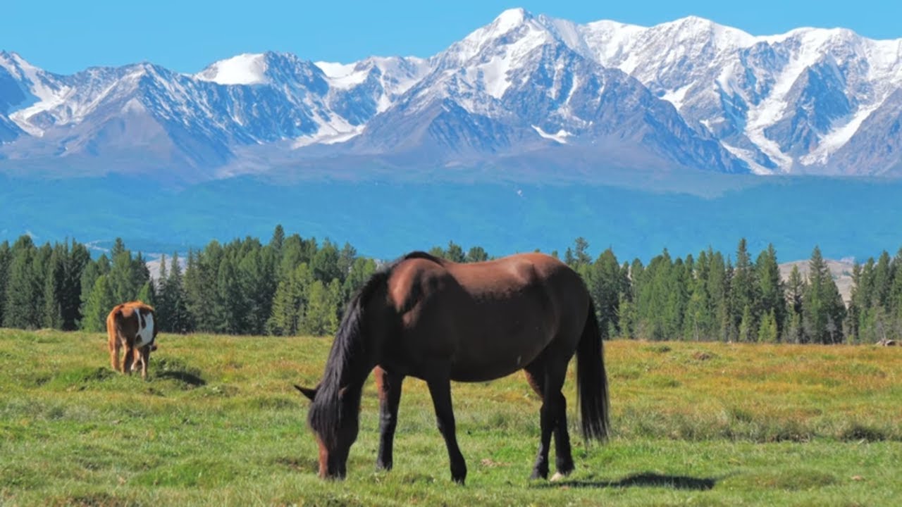 1 HOUR of BEAUTIFUL HORSES with Relaxing Music – Stress Relief, Meditation, Calm, Peaceful Video