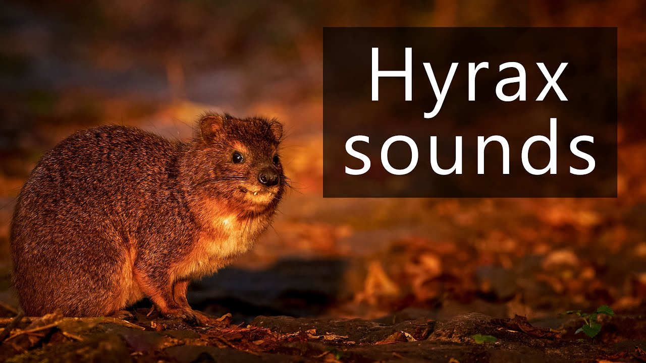 The frightening screams of the tree hyrax
