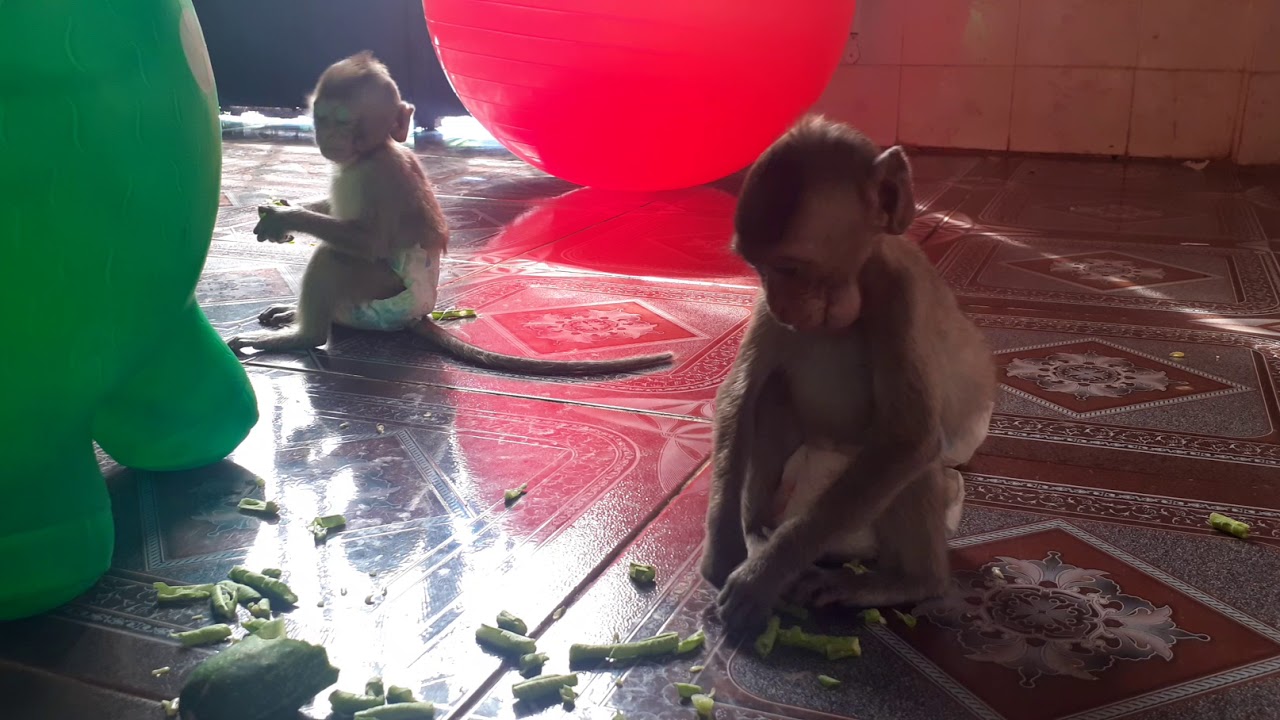 Hello Baby monkey Biden 7 monkey Donald, do you love Babies Monkey!