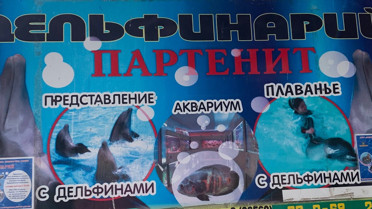 Плавание с дельфинами в военном санатории КРЫМ. ДЕЛЬФИНОТЕРАПИЯ.  ДЕЛЬФИНЫ КРЫМ ПАРТЕНИТ