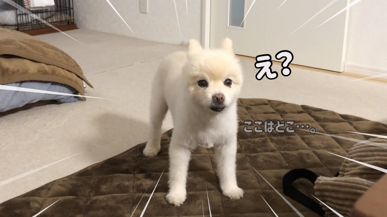 【ポメラニアン】大切な散歩の時間に寝坊してショックでフリーズしてしまった羽雲君