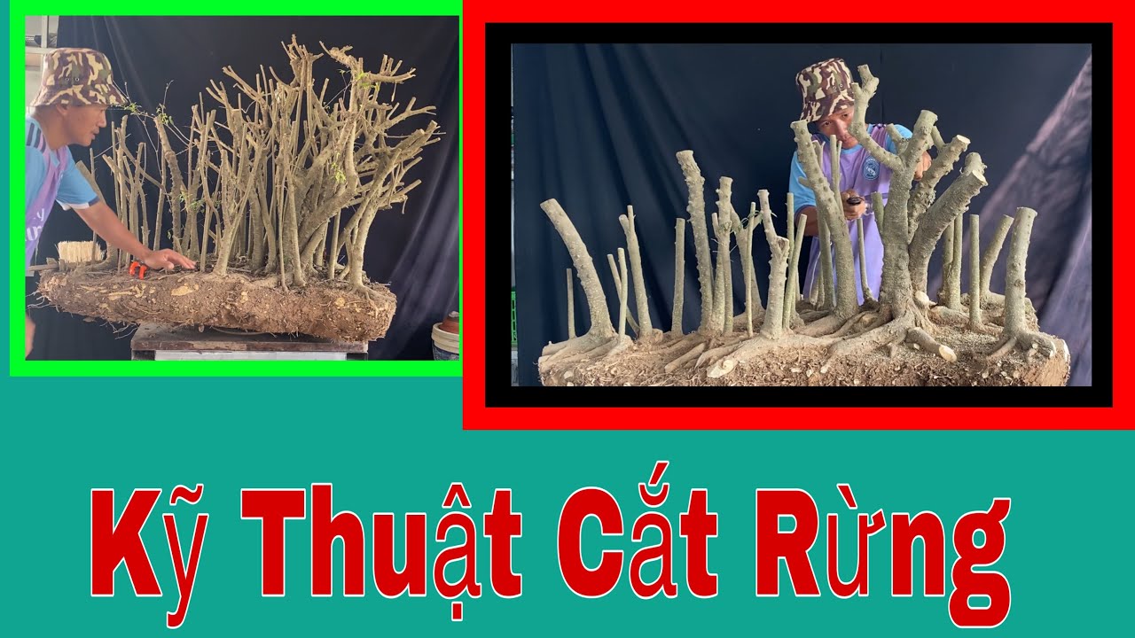 Kỹ Thuật Cắt Cụm Rừng Mai Chiếu Thuỷ