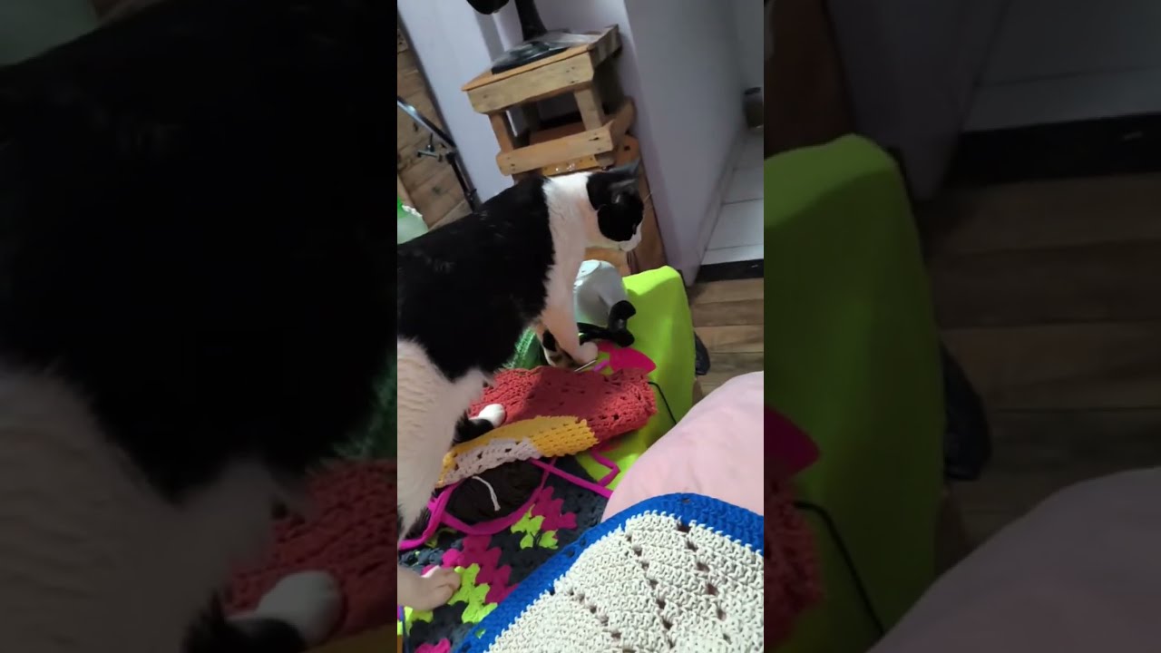 Todo dia com a BELLA 🌸 está ao vivo!