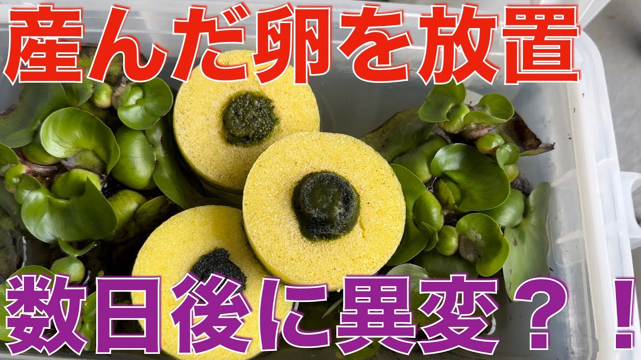 【驚愕】産んだメダカの卵を集めて放置してたら、数日後とんでもない結果に・・・