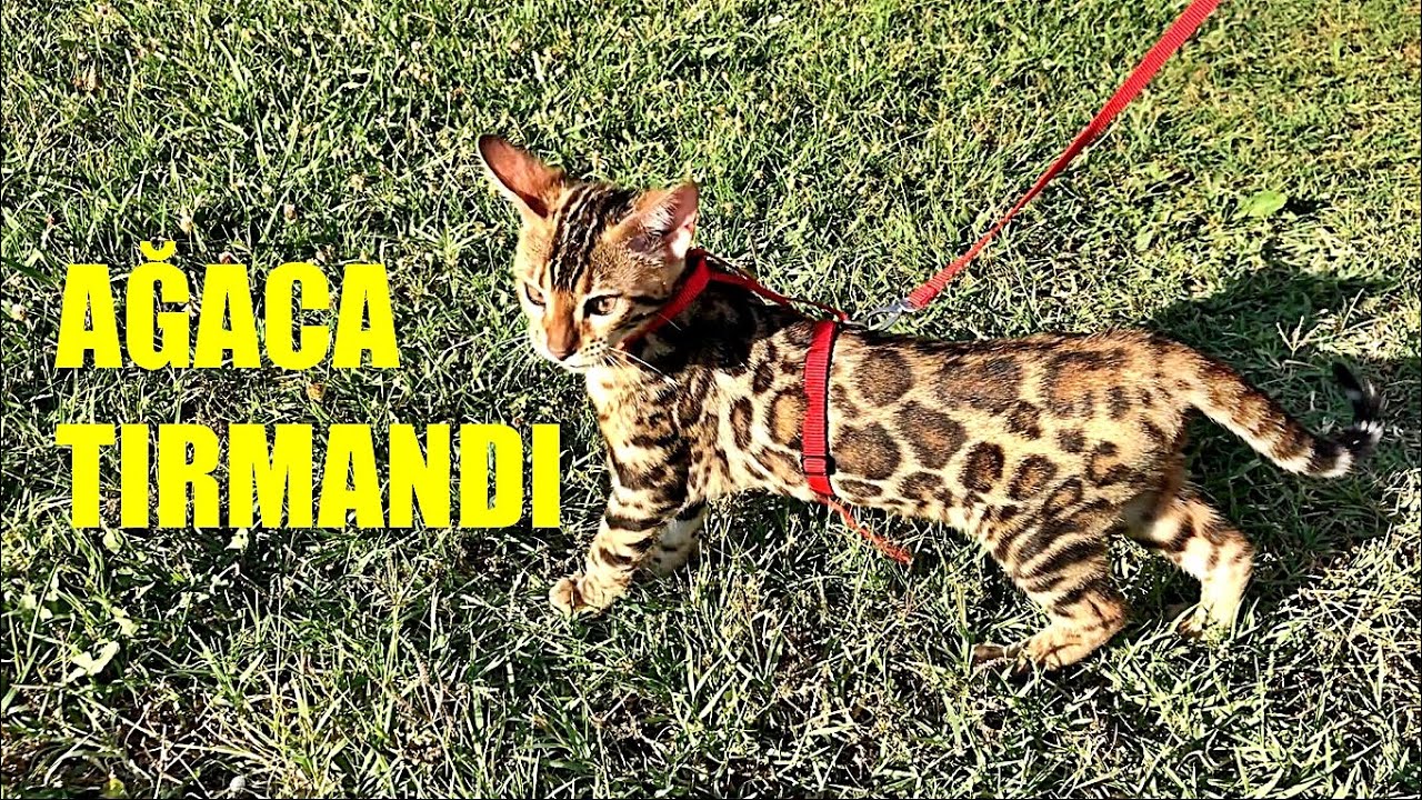 AĞAÇLARA TIRMANDI !! BENGAL KEDİM MİNTİK İLE DIŞARI ÇIKTIK. KOMİK KEDİ VİDEOLARI !!