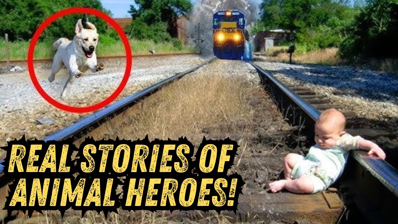 20 Real-Life Stories About Animals Saving Humans