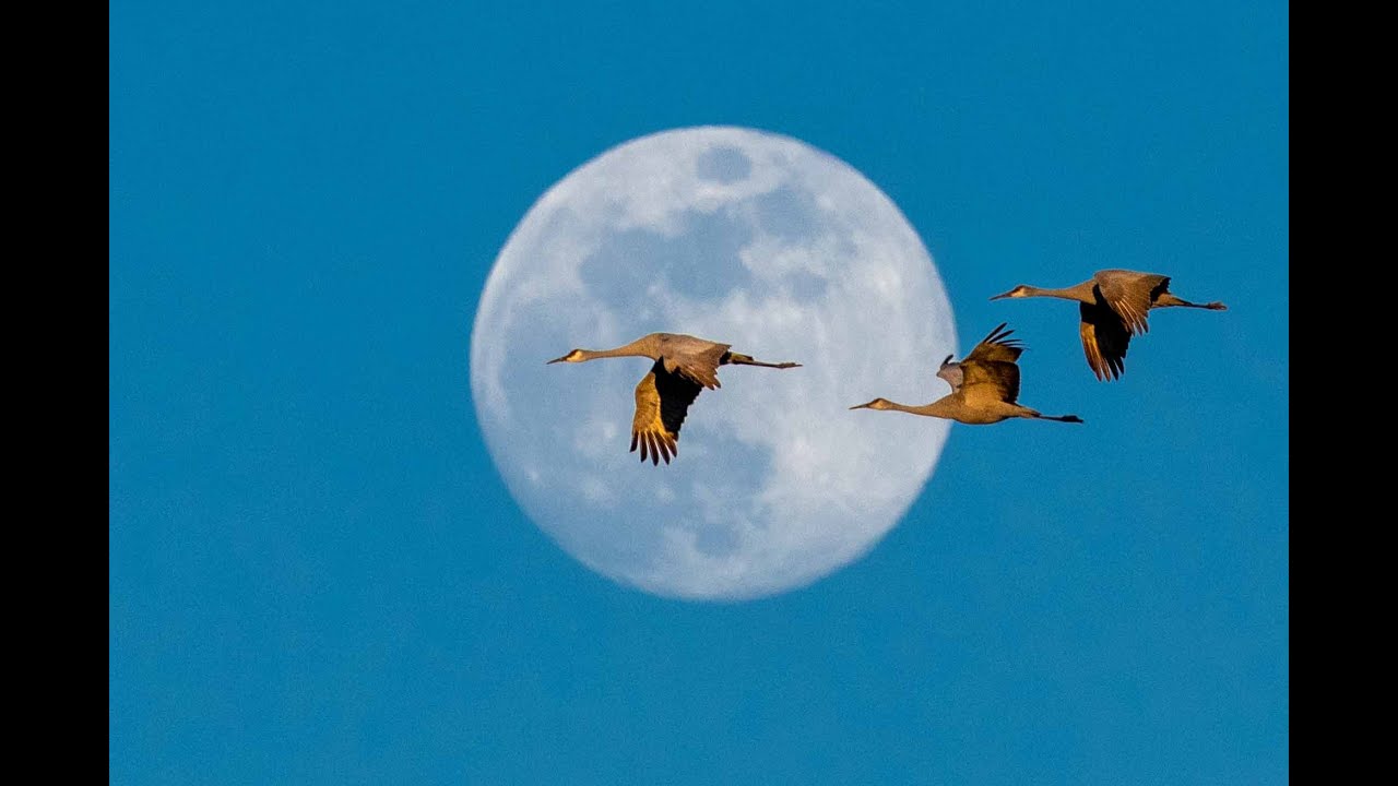 Wintering Cranes at Wheeler National Wildlife Refuge