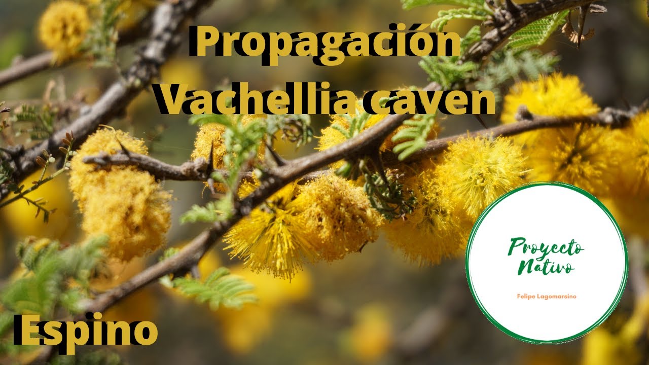 Proyecto Nativo, Propagación del espino (Vachellia caven), cosecha de compostaje