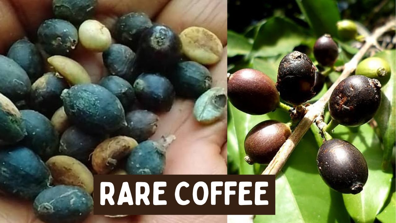 Rare Species of Coffee that is Resilient to Global Warming