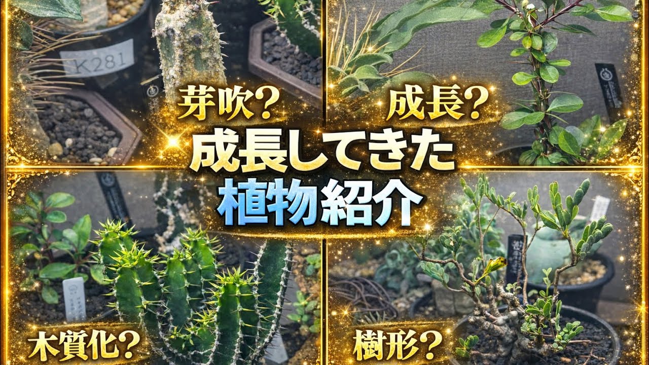 成長してきた植物紹介！