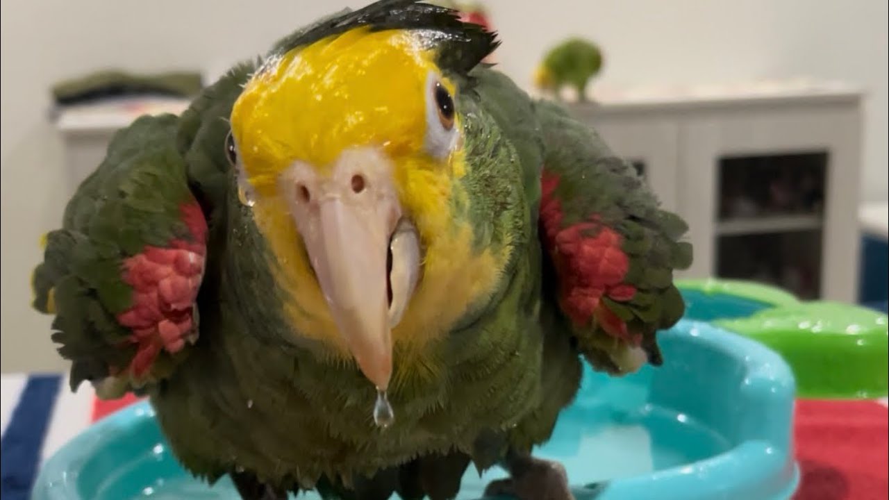 Ricky se baña 💦🐥lucy hace de las suyas 