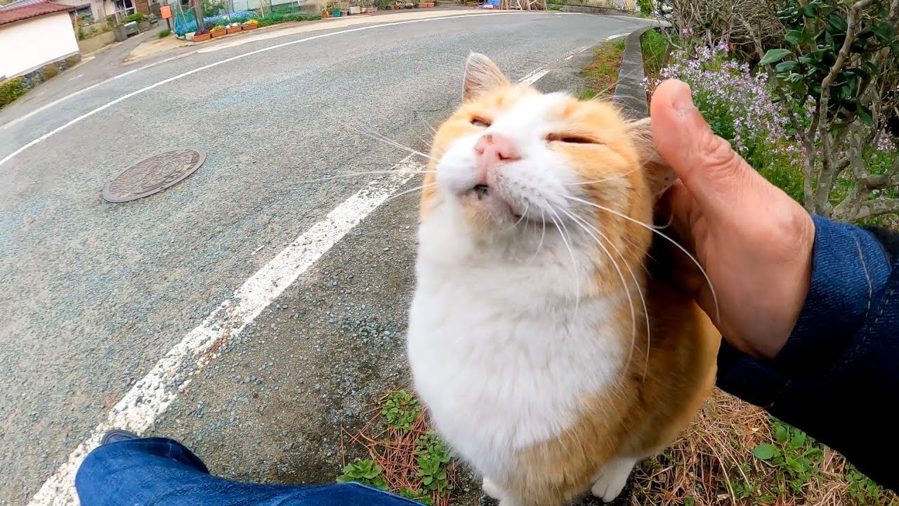 Кошка, которая упала в обморок, переходя дорогу