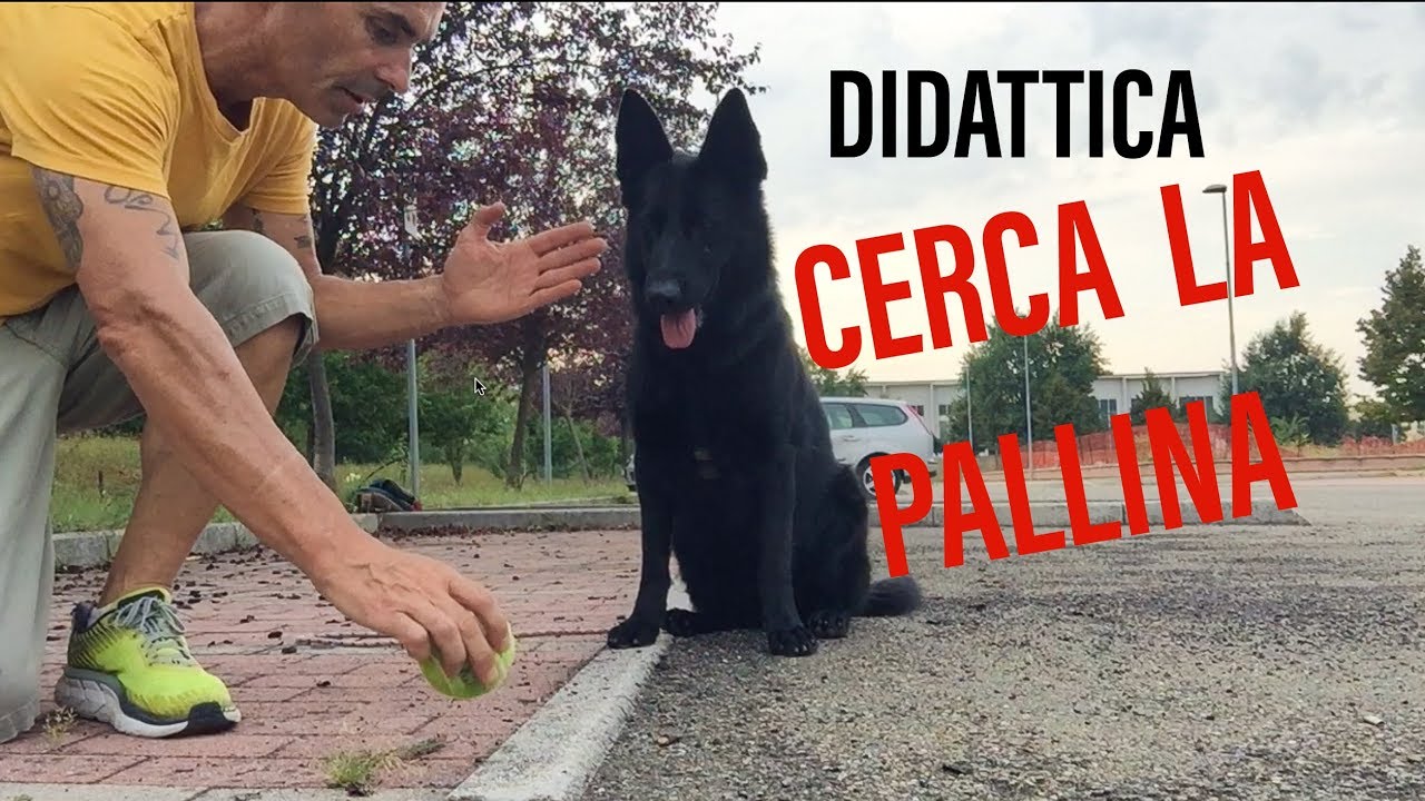 AmDogT DIDATTICA 