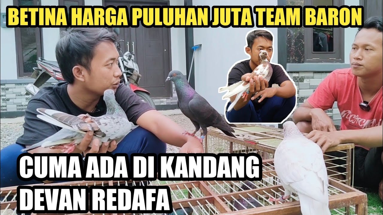 BETINA HARGA PULUHAN JUTA TEAM BARON!! HANYA DI TERNAK DI KANDANG DEVAN REDAFA‼️