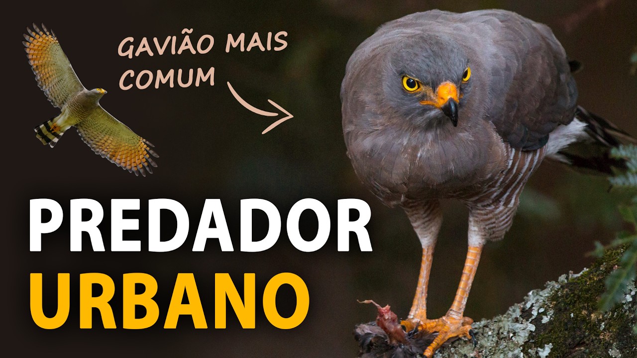 GAVIÃO-CARIJÓ: AVE URBANA de Canto Alto e Marcante!