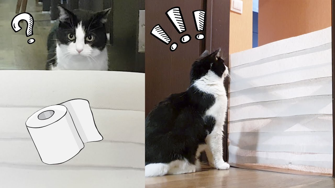 Кот vs Стена из туалетной бумаги. Новый челлендж!!