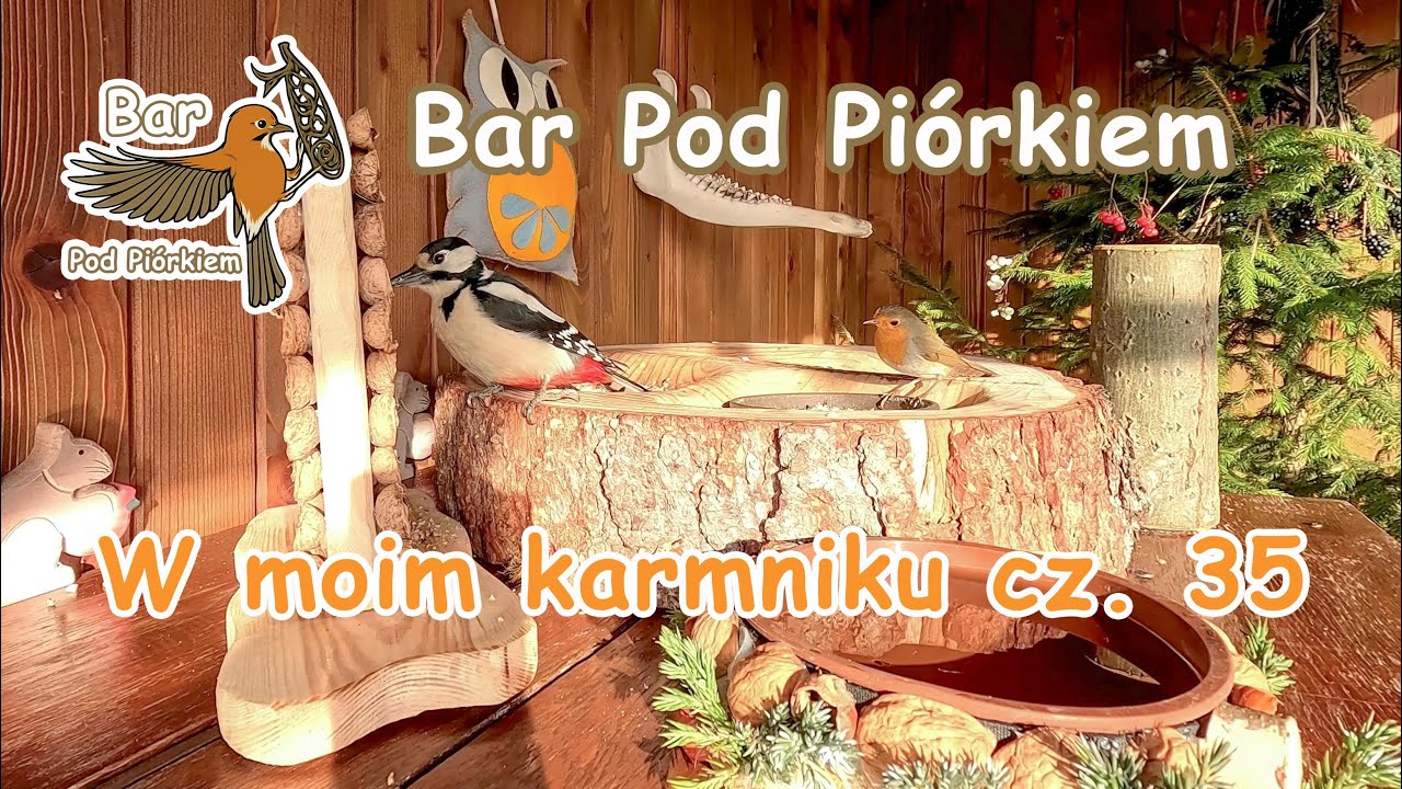 Bar POD PIÓRKIEM - czyli: W moim karmniku cz. 35 #sikorki #ptaki #dzięcioł #rudzik #karmnik