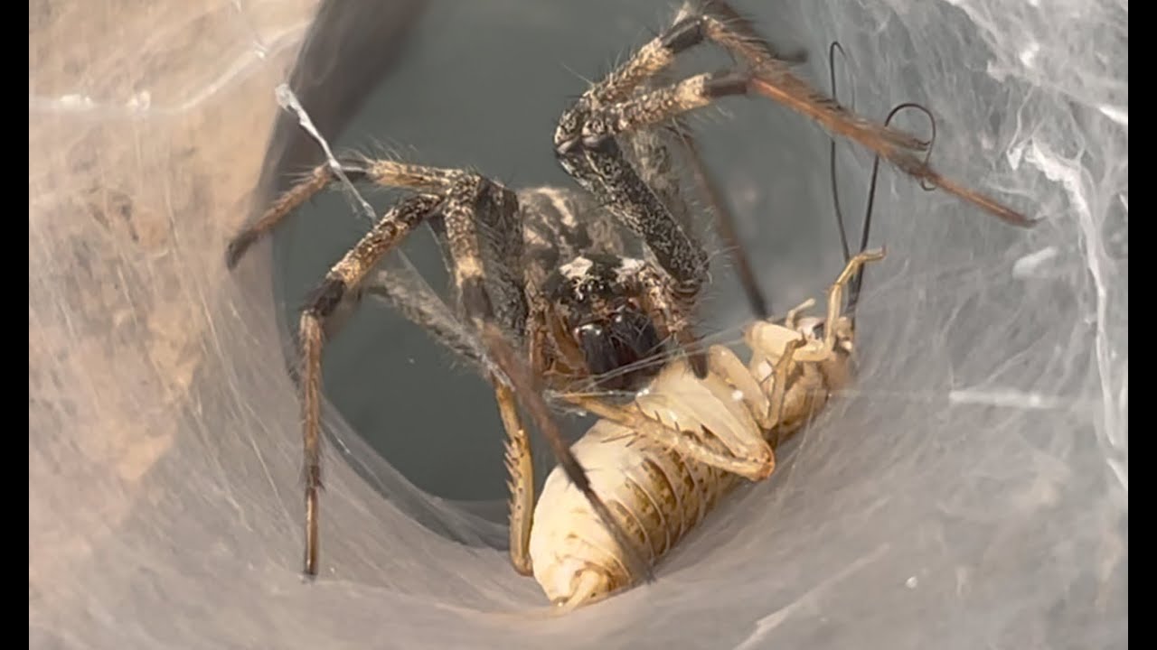 Agelenopsis sp. (Grass spider) Feeding behavior.