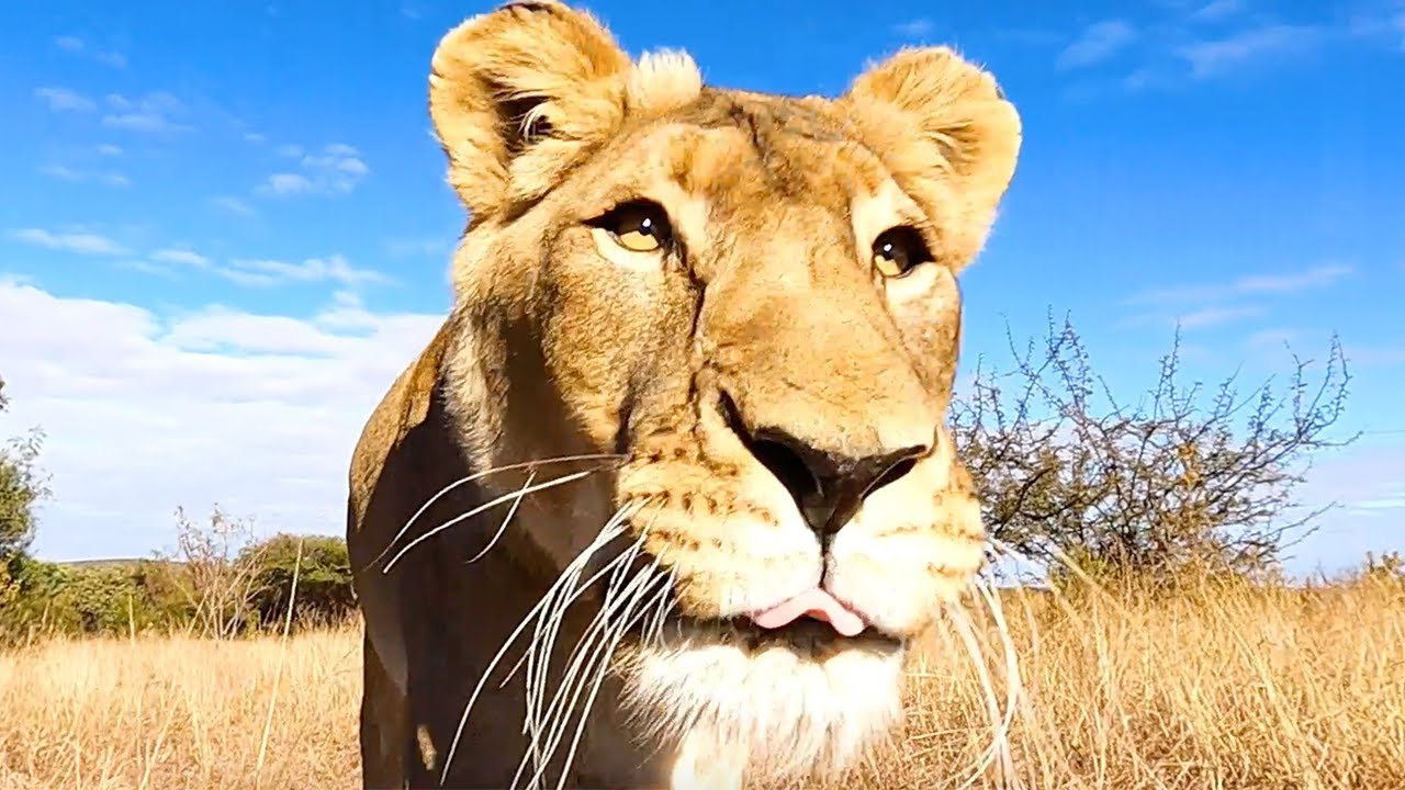 Meg has some BIG NEWS! | The Lion Whisperer