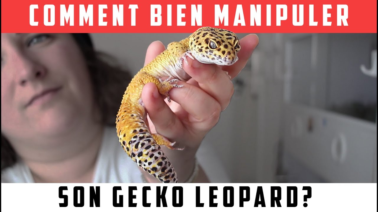 COMMENT BIEN MANIPULER son gecko léopard ?