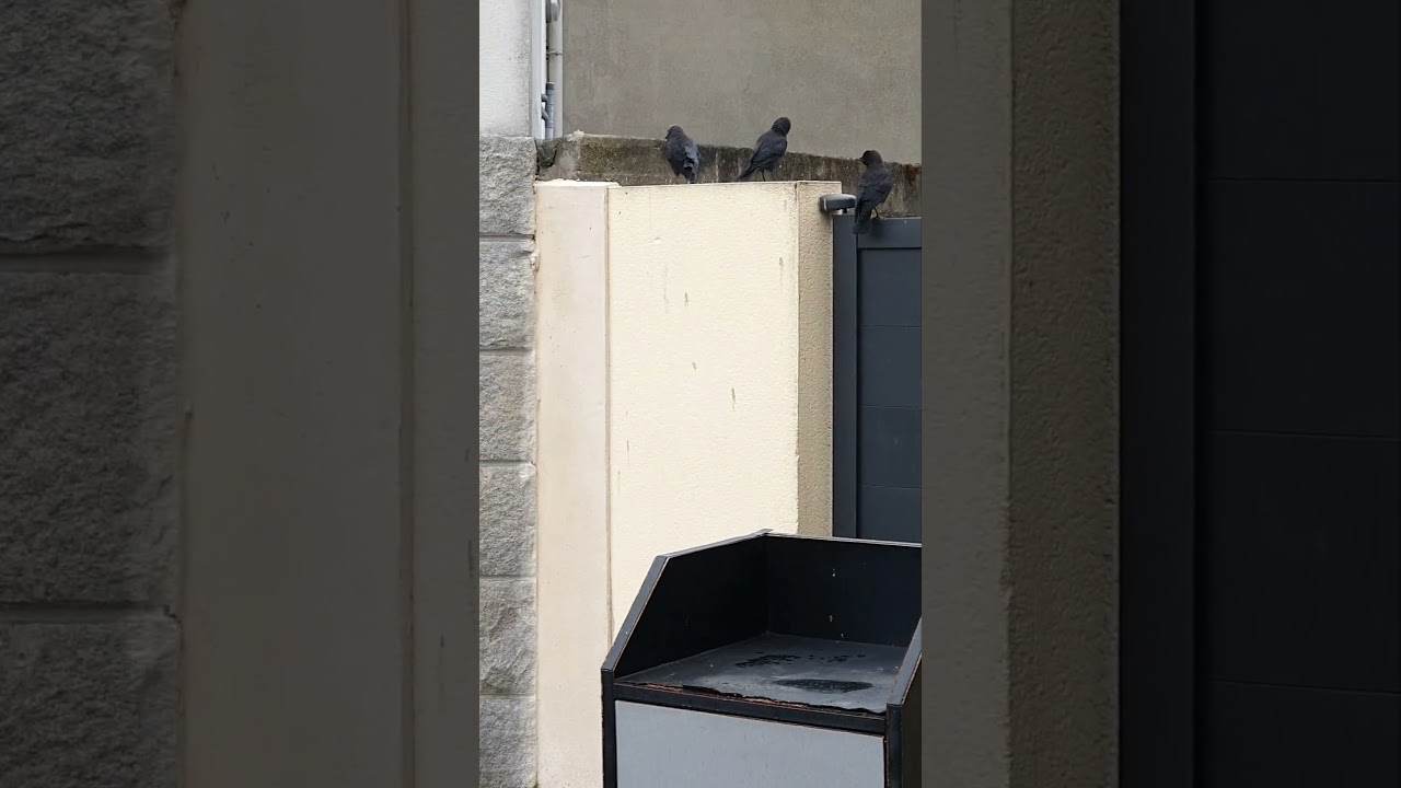 Choucas des tours en Bretagne