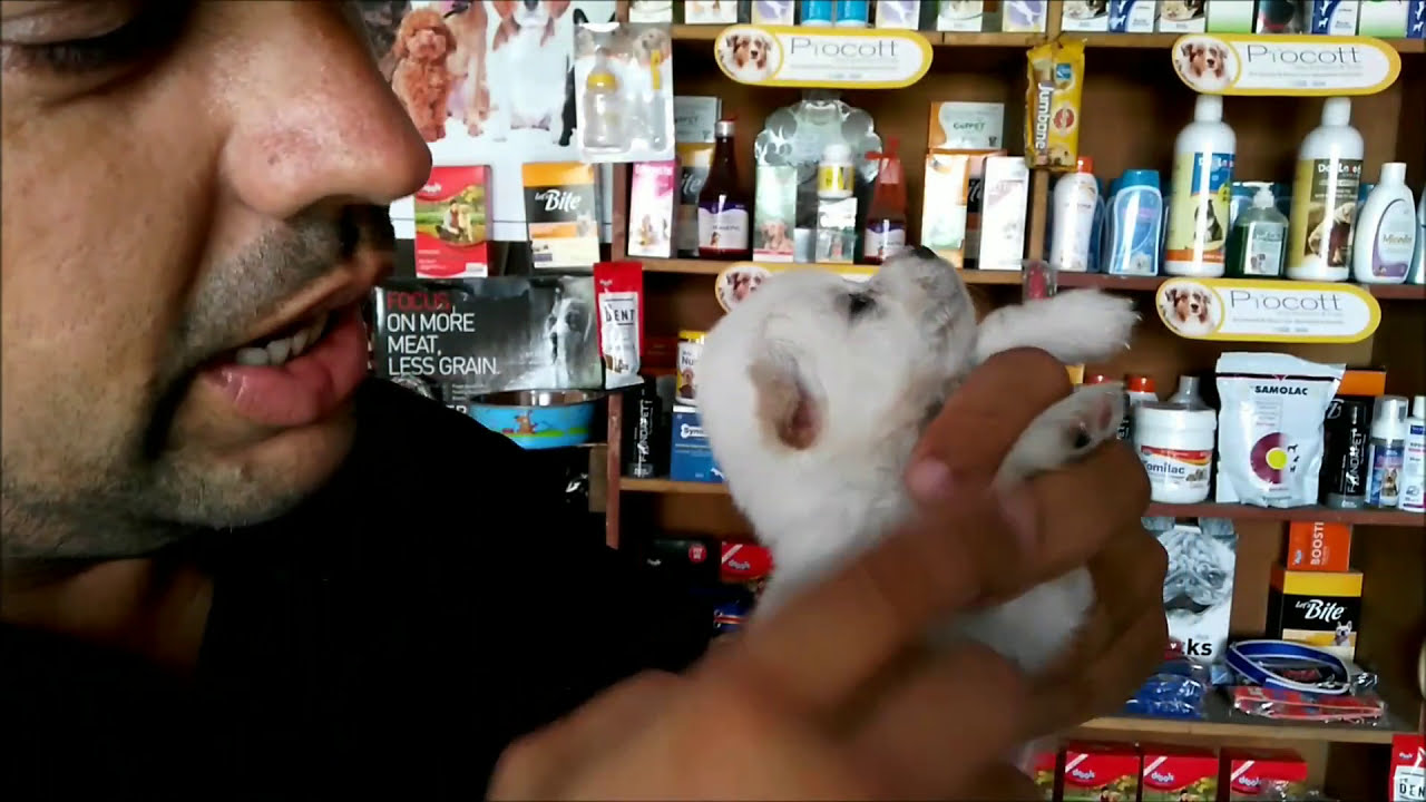 Dog | Puppy Nail Cutting - Bhola Shola