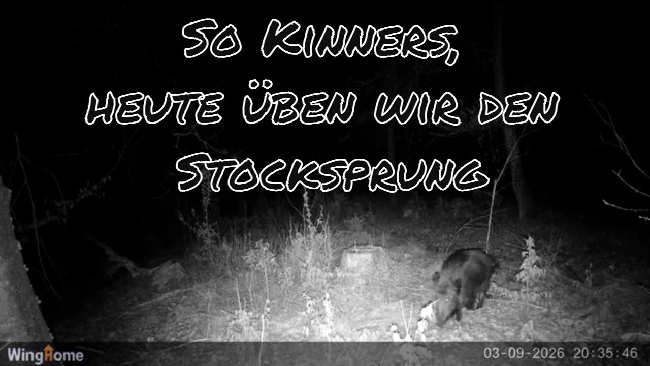 Frischlinge. Jetzt ist Vorsicht geboten.
