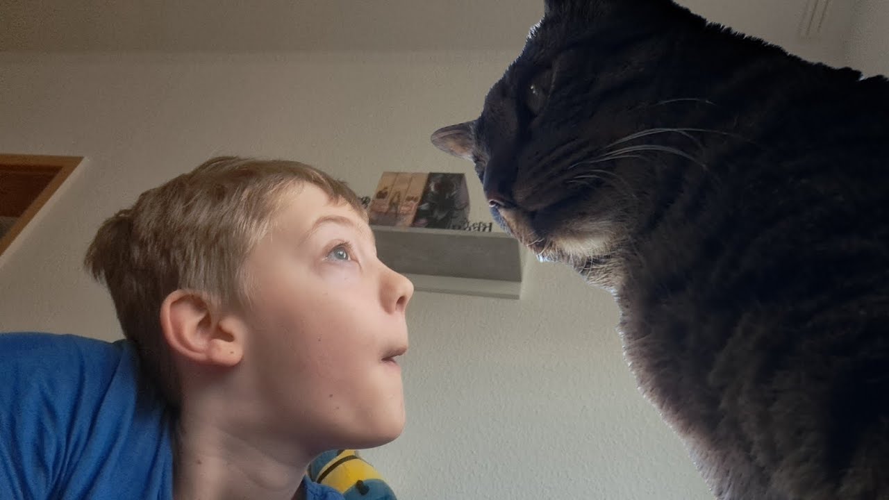 Elly Tagesroutine (katze von schwester)