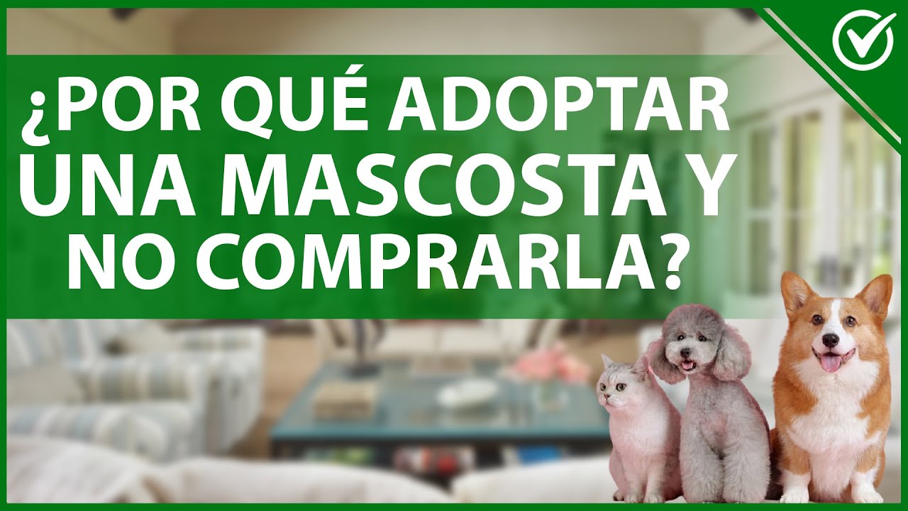 🐶 &iquest;Por qu&eacute; es Bueno Adoptar una Mascota y no Comprarla? 🐱💝
