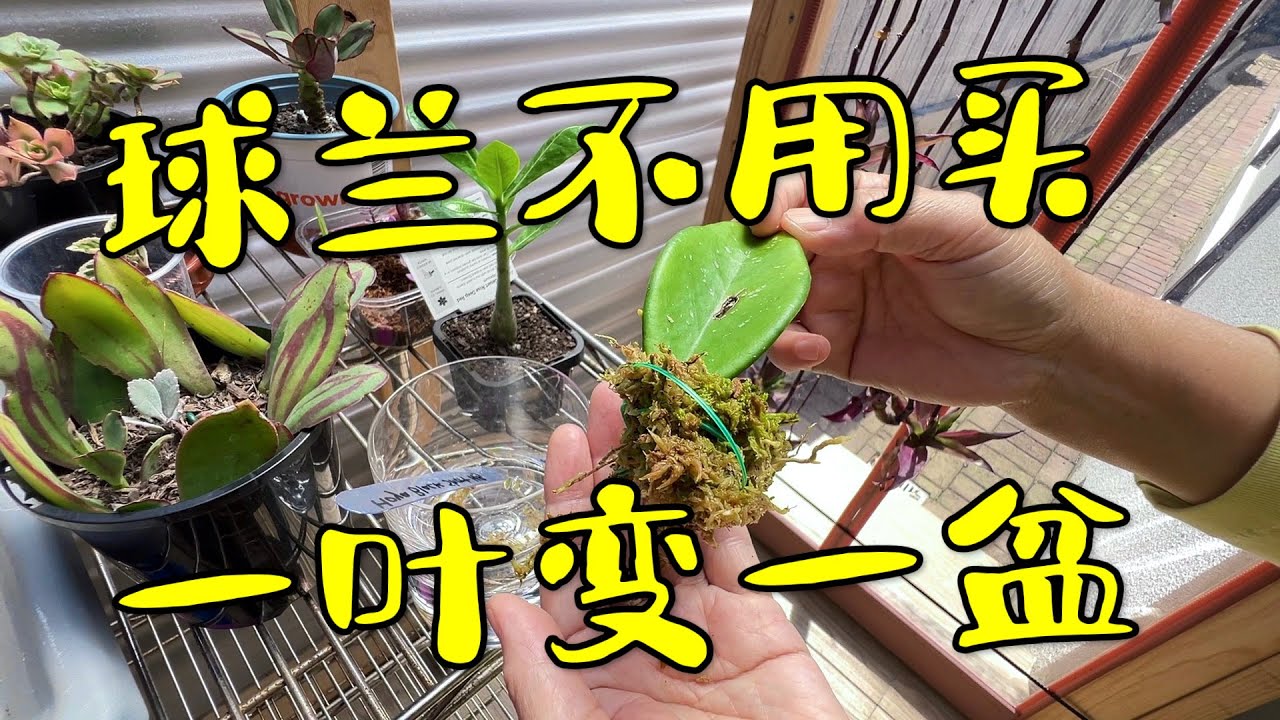 球兰不用买了  几种繁殖方法都成功了   一片叶子养出一盆花  179