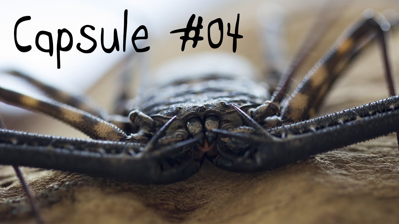 Capsule #04 - Les amblypyges