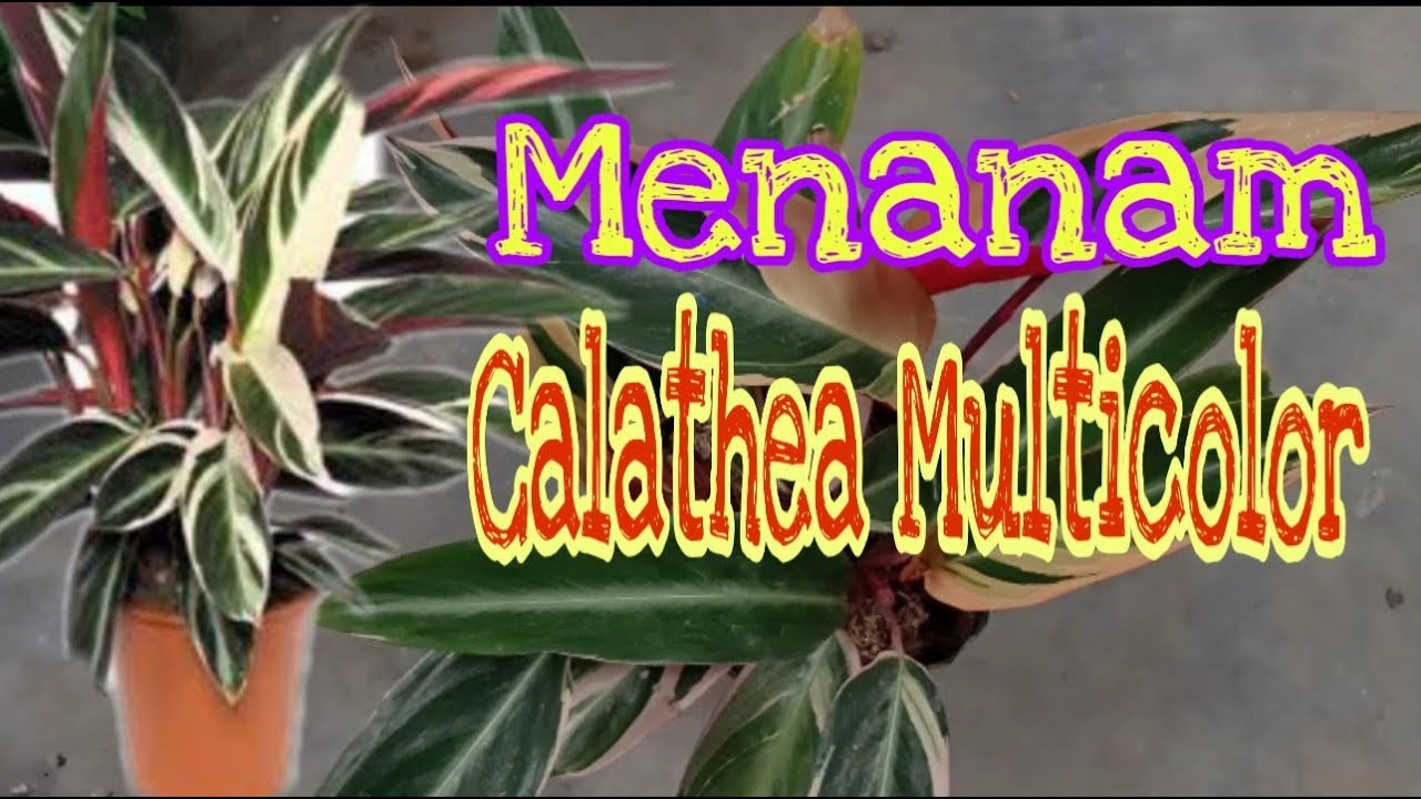 MENANAM CALATHEA MULTICOLOR