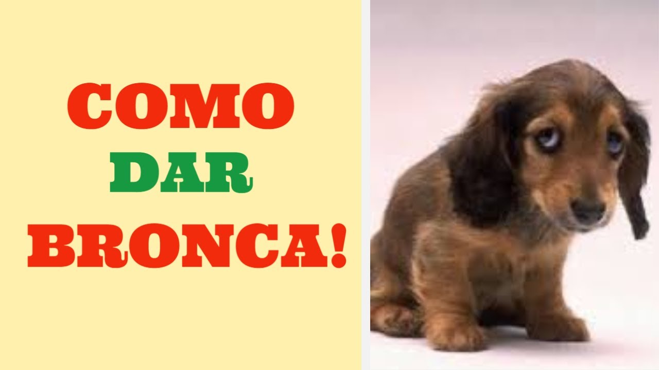 A maneira CERTA de DAR BRONCA no seu DOG!