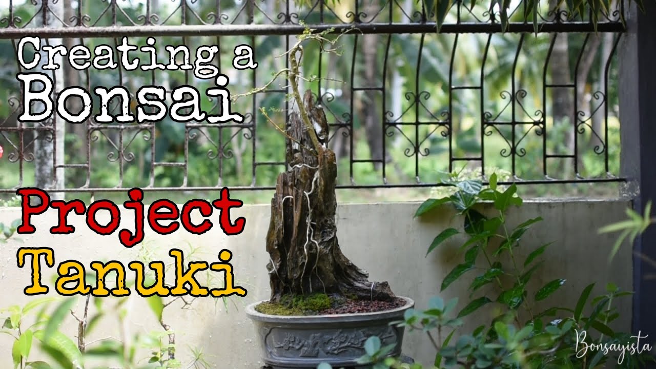 EP 18 - Project Tanuki | Tanuki Bonsai Repotting | Premna Microphylla