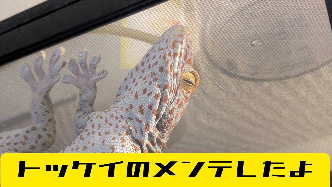 タイランドトッケイのメンテしました