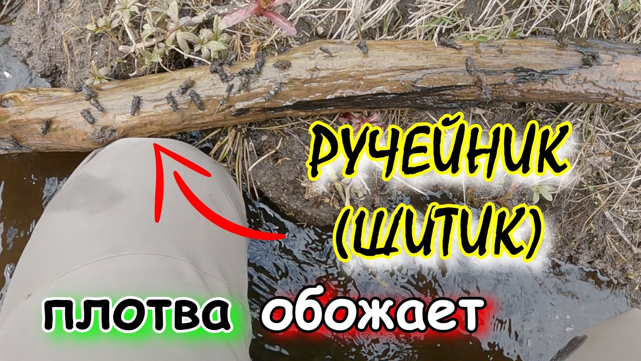 ГДЕ и КАК набрать РУЧЕЙНИКА (ШИТИКА)? 🐛 ЛУЧШАЯ НАЖИВКА на РЕЧНУЮ ПЛОТВУ 🐟