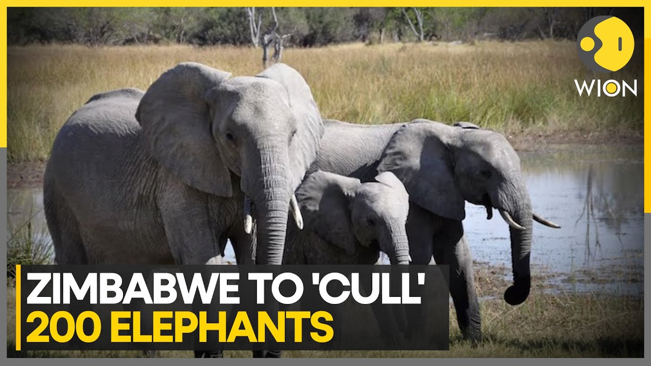Zimbabwe orders culling of 200 elephants amid food shortages | World News | WION